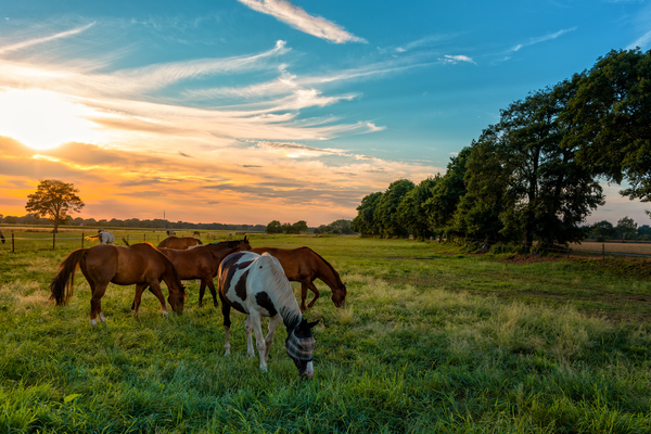 Les races de chevaux : comprendre leurs différences et leurs particularités
