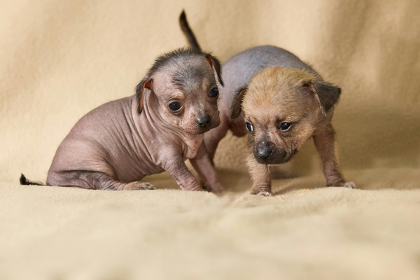 Xoloitzcuintli : le chien ancestral du Mexique