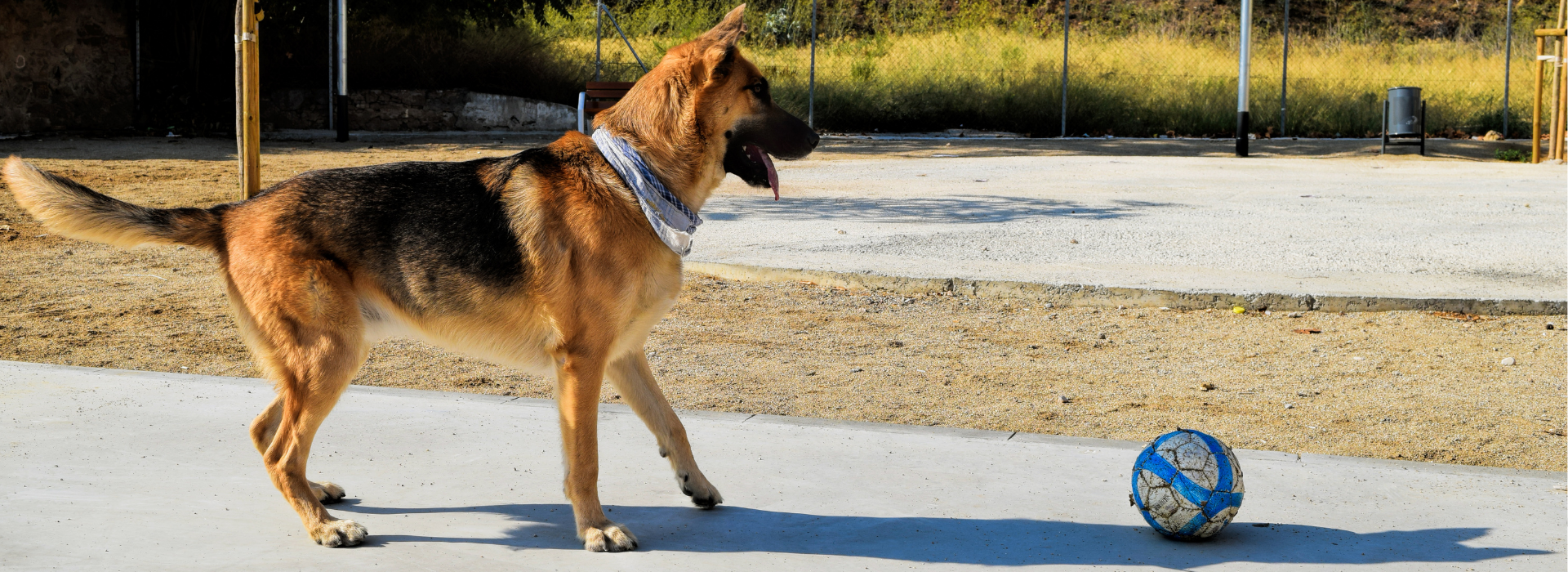 Jeux Olympiques Canins : Votre chien est fait pour quel sport ?