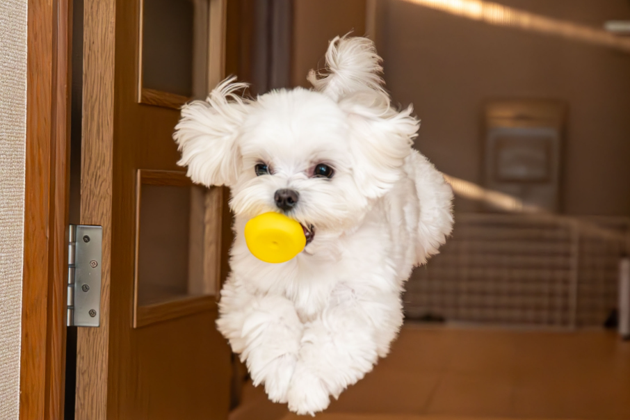 Jouet interactif chien : pourquoi est-il indispensable pour le bien-être de votre compagnon ?