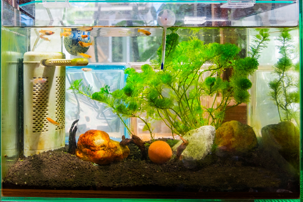 Poisson d’aquarium : bien débuter et comprendre leurs besoins